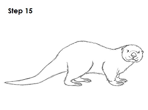 Sea Otter Drawing 15 Draw Sea Otter 15