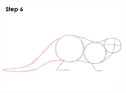 Sea Otter Drawing 6 Draw Sea Otter 6