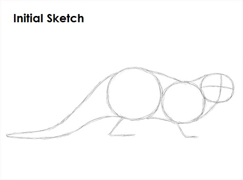 Sea Otter Drawing Sketch Draw Sea Otter Sketch