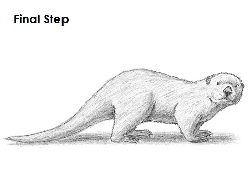 Sea Otter Drawing Final Draw Sea Otter Final