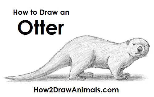 Sea Otter Drawing Draw Sea Otter