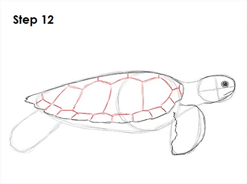 Sea Turtle Drawing 12 Draw Sea Turtle 12