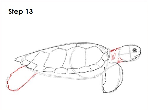 Sea Turtle Drawing 13 Draw Sea Turtle 13