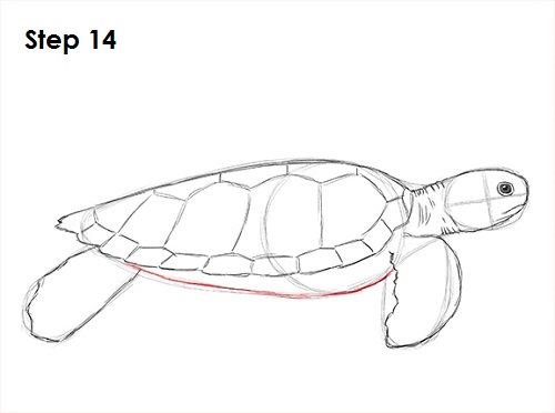 Sea Turtle Drawing 14 Draw Sea Turtle 14