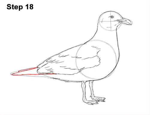how to draw a seagull gull bird standing 18