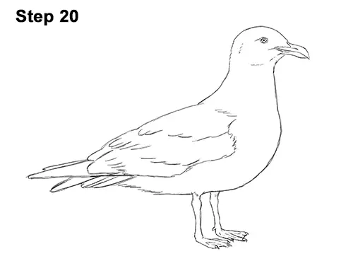 how to draw a seagull gull bird standing 20