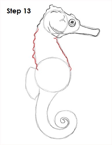 Seahorse Drawing 13 Draw a Seahorse 13