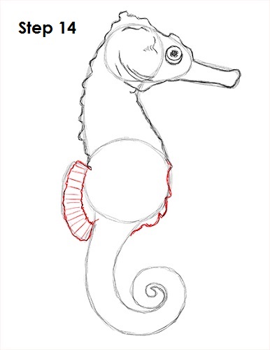 Seahorse Drawing 14 Draw a Seahorse 14