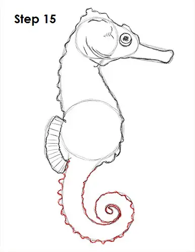 Seahorse Drawing 15 Draw a Seahorse 15