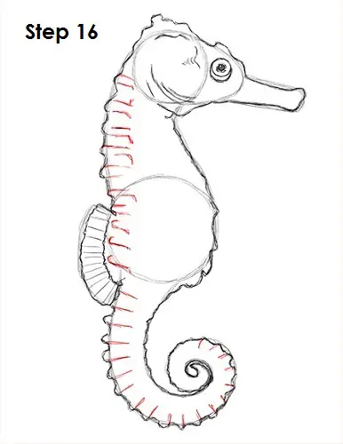 draw a seahorse 16