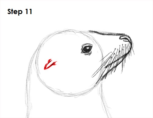 Seal Drawing 11 Draw Seal 11