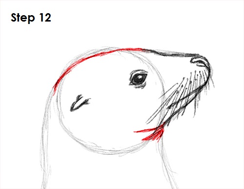 Seal Drawing 12 Draw Seal 12