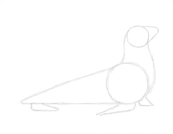 Seal Drawing Sketch Draw Seal Sketch
