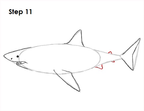 Great White Shark Drawing 11 Draw Great White Shark 11