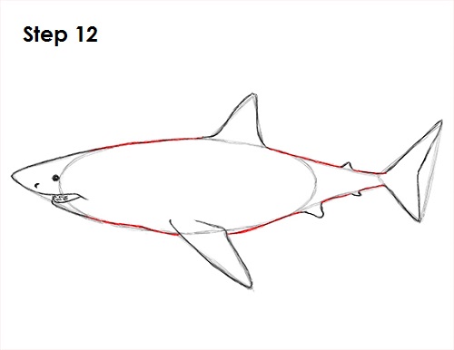 Great White Shark Drawing 12 Draw Great White Shark 12