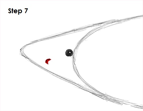 Great White Shark Drawing 7 Draw Great White Shark 7