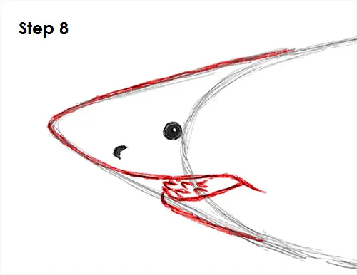 Great White Shark Drawing 8 Draw Great White Shark 8