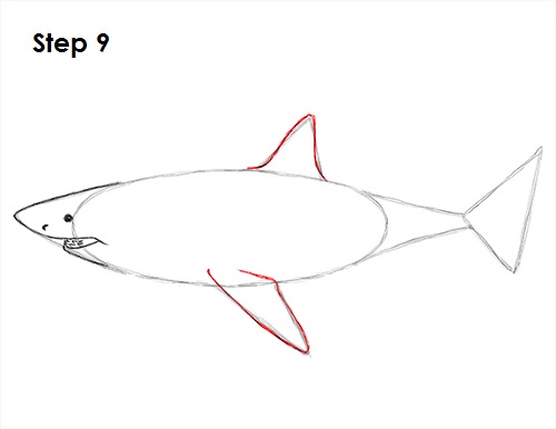 Great White Shark Drawing 9 Draw Great White Shark 9