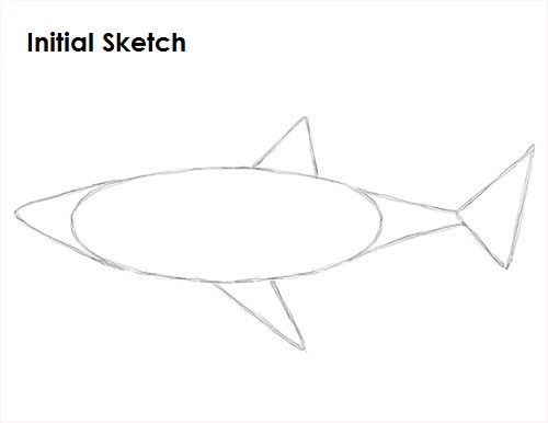 Great White Shark Drawing Sketch Draw Great White Shark Sketch
