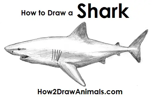 Great White Shark Drawing Draw Great White Shark
