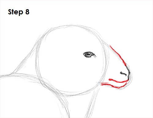 Sheep Drawing 8 Draw Sheep 8