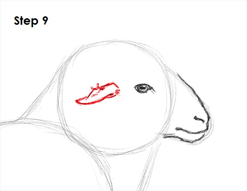 Sheep Drawing 9 Draw Sheep 9
