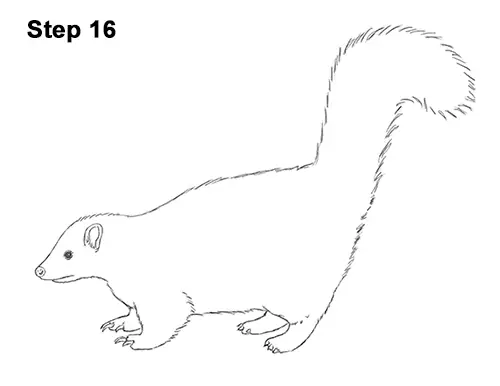 How to Draw a Skunk