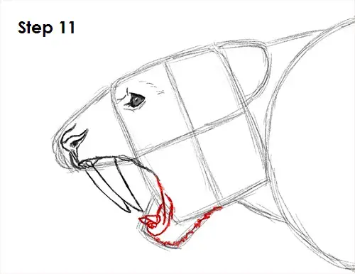 Saber-Tooth Tiger Drawing 11 Draw Smilodon Saber-Tooth Tiger 11