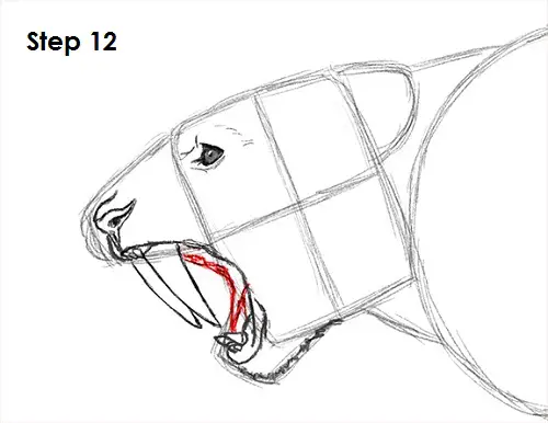 Saber-Tooth Tiger Drawing 12 Draw Smilodon Saber-Tooth Tiger 12