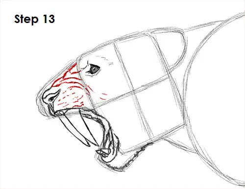 Saber-Tooth Tiger Drawing 13 Draw Smilodon Saber-Tooth Tiger 13