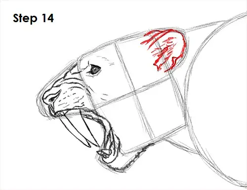 Saber-Tooth Tiger Drawing 14 Draw Smilodon Saber-Tooth Tiger 14