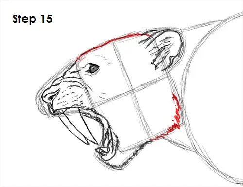 Saber-Tooth Tiger Drawing 15 Draw Smilodon Saber-Tooth Tiger 15