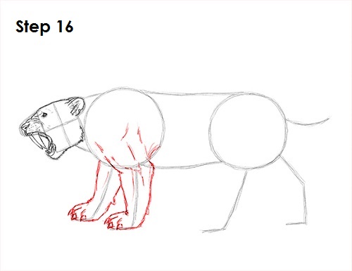Saber-Tooth Tiger Drawing 16 Draw Smilodon Saber-Tooth Tiger 16