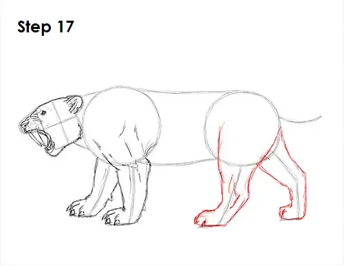 Saber-Tooth Tiger Drawing 17 Draw Smilodon Saber-Tooth Tiger 17