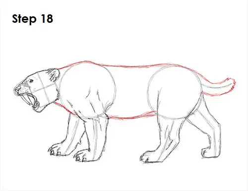 Saber-Tooth Tiger Drawing 18 Draw Smilodon Saber-Tooth Tiger 18