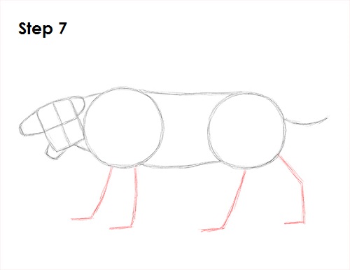 Saber-Tooth Tiger Drawing 7 Draw Smilodon Saber-Tooth Tiger 7