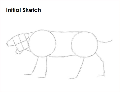 Saber-Tooth Tiger Drawing Sketch Draw Smilodon Saber-Tooth Tiger Sketch