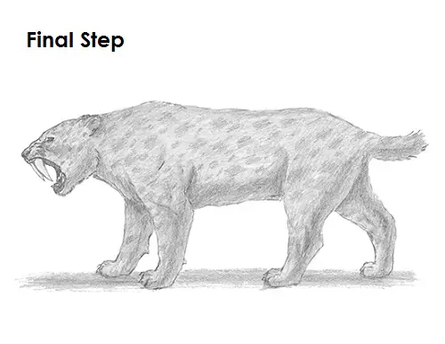 Saber-Tooth Tiger Drawing Draw Smilodon Saber-Tooth Tiger