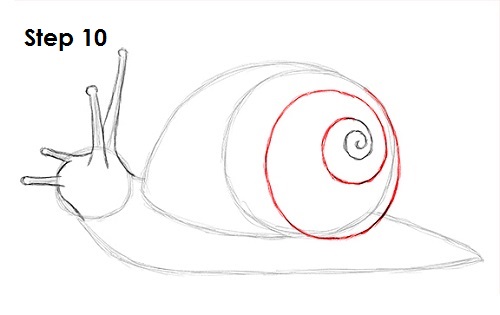 Snail Drawing 10 Draw Snail 10