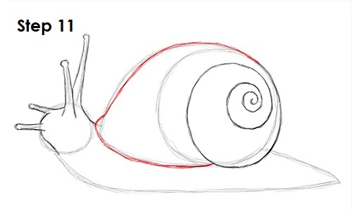 Snail Drawing 11 Draw Snail 11