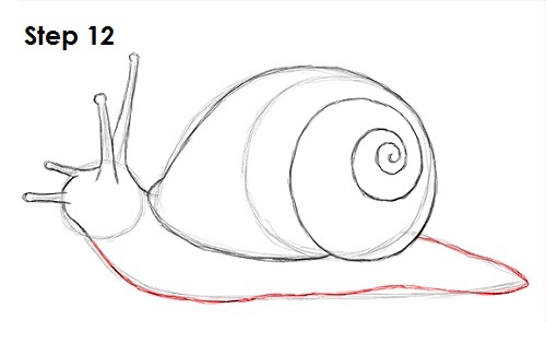Snail Drawing