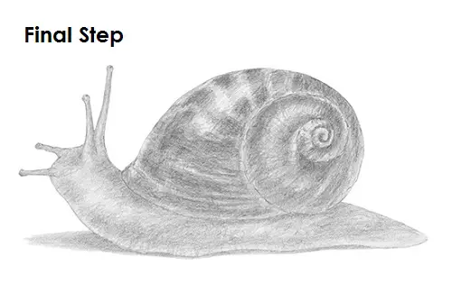 Snail Drawing Draw a Snail