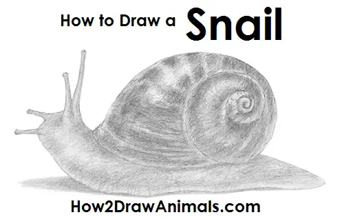 How to Draw a Snail Draw a Snail