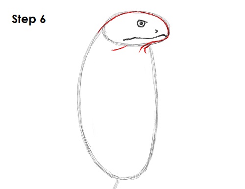King Cobra Snake Drawing 6 Draw King Cobra Snake 6