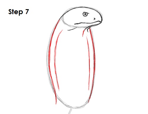 King Cobra Snake Drawing 7 Draw King Cobra Snake 7