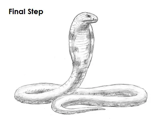 King Cobra Snake Drawing Final Draw King Cobra Snake Final