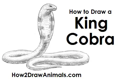 King Cobra Snake Drawing Draw King Cobra Snake