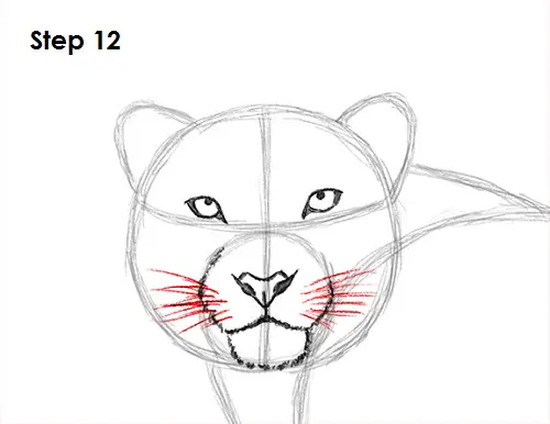 Snow Leopard Drawing 12 Draw Snow Leopard 12