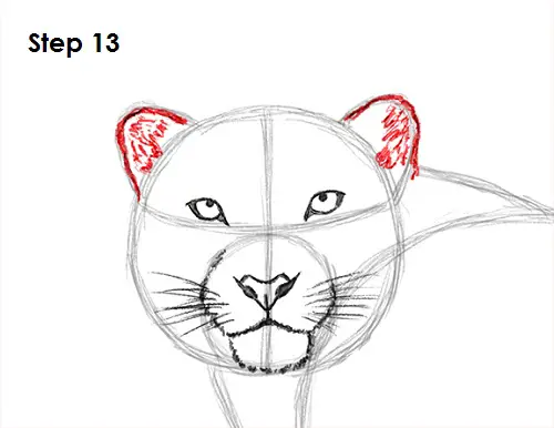 Snow Leopard Drawing 13 Draw Snow Leopard 13