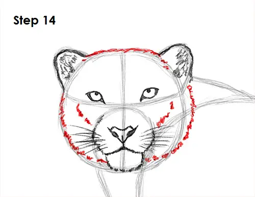 Snow Leopard Drawing 14 Draw Snow Leopard 14